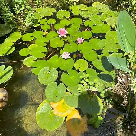 Bastide Grand-pierre Bas - Piscine Ecologique Partagee - Ouverte Du 15 Mai Au 15 Septembre